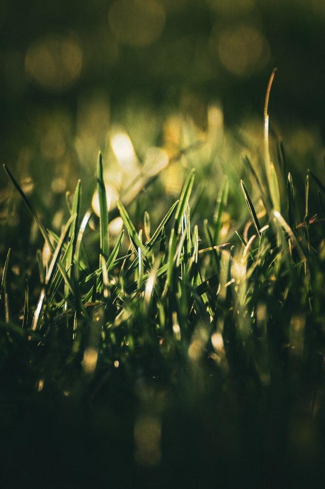 Green or herbaceous scents - COR